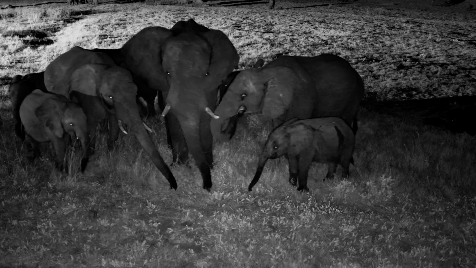 Quiet Night Feast